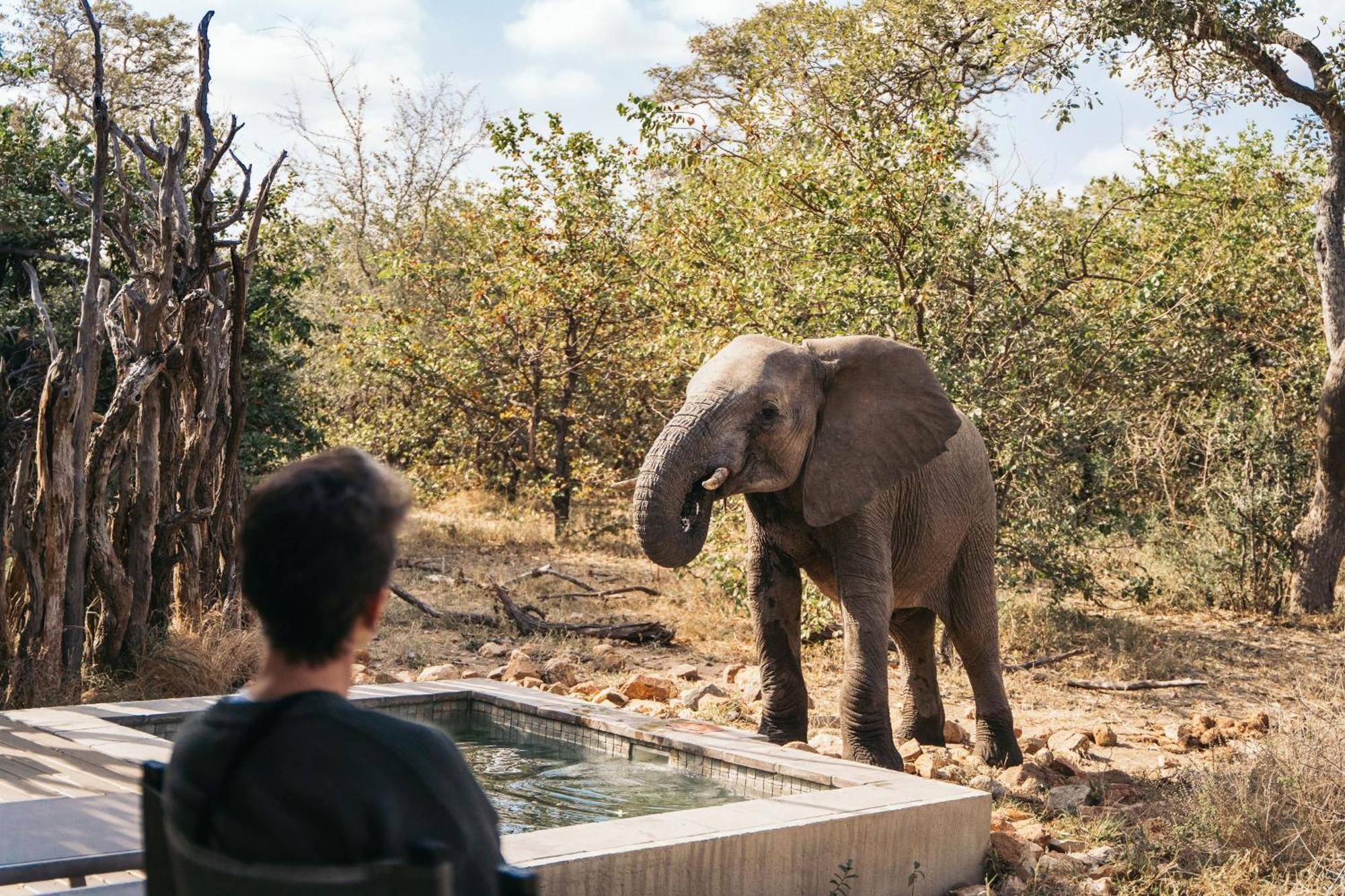 Simbavati River Lodge Timbavati Game Reserve Exterior foto